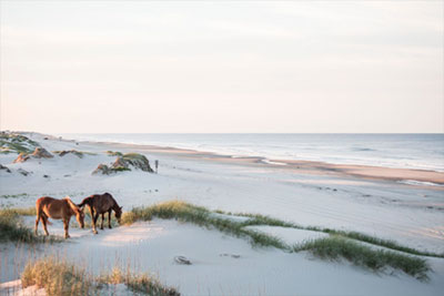 Wild Horse Adventure Tours | Outer Banks, NC | Carolina Designs