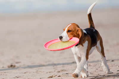 Bringing A Dog To The Outer Banks | Outer Banks Info | Carolina Designs