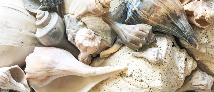 Whelk Shells