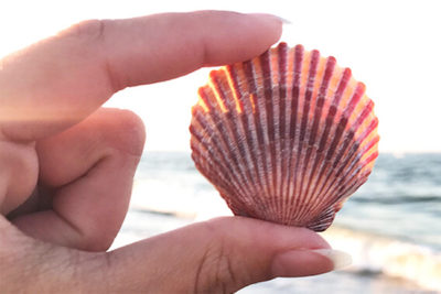 Outer Banks Seashell & Beachcombing Guide | Carolina Designs