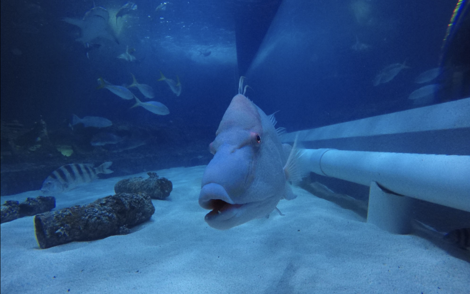 North Carolina Aquarium on Roanoke Island Outer Banks Activities