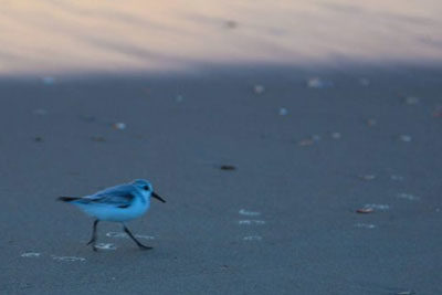 Beach Nourishment Environmental & Ongoing Cost Concerns | Outer Banks Info | Carolina Designs
