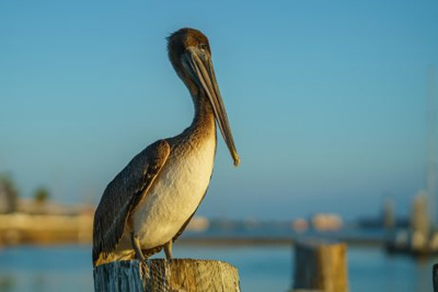 The Shorebirds  | Outer Banks Animals | Carolina Designs