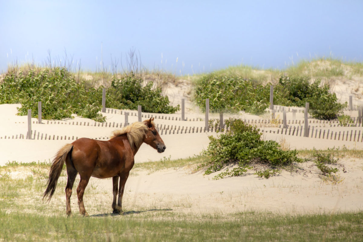 Wild Horses Of The Outer Banks | Outer Banks Animals | Carolina Designs