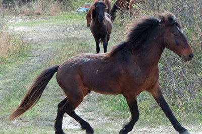 The 50′ Rule: Keeping your distance from NC’s Wild Horses | Outer Banks Animals | Carolina Designs