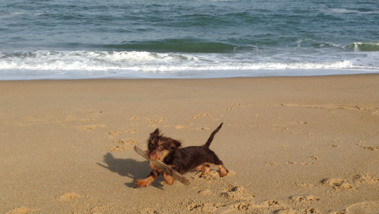 dog at the OBX beach