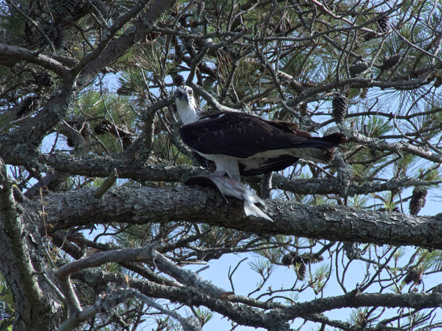 Osprey