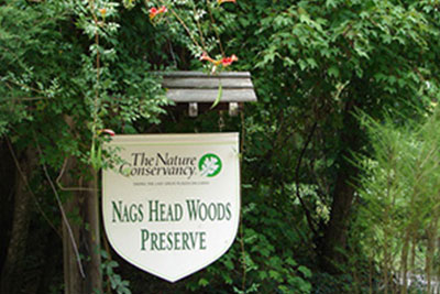 The History of Nags Head Woods: A Remarkable Story | Outer Banks History | Carolina Designs