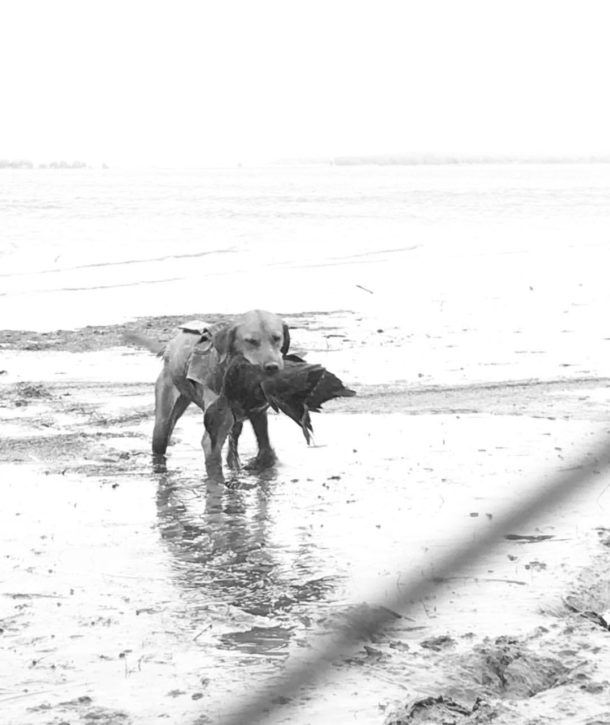 Duck Hunting Dog Outer Banks