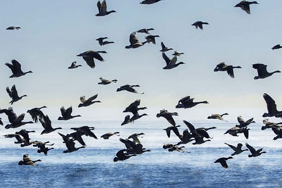 Migratory Waterfowl | Outer Banks Animals | Carolina Designs