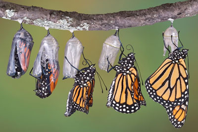 The King of Butterflies Journey to the Outer Banks | Outer Banks Animals | Carolina Designs