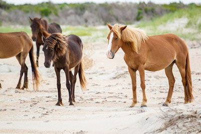 How Can I Visit The Wild Horses In Corolla, Outer Banks? | Outer Banks Animals | Carolina Designs
