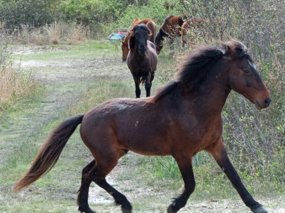 wild horses on the outer banks