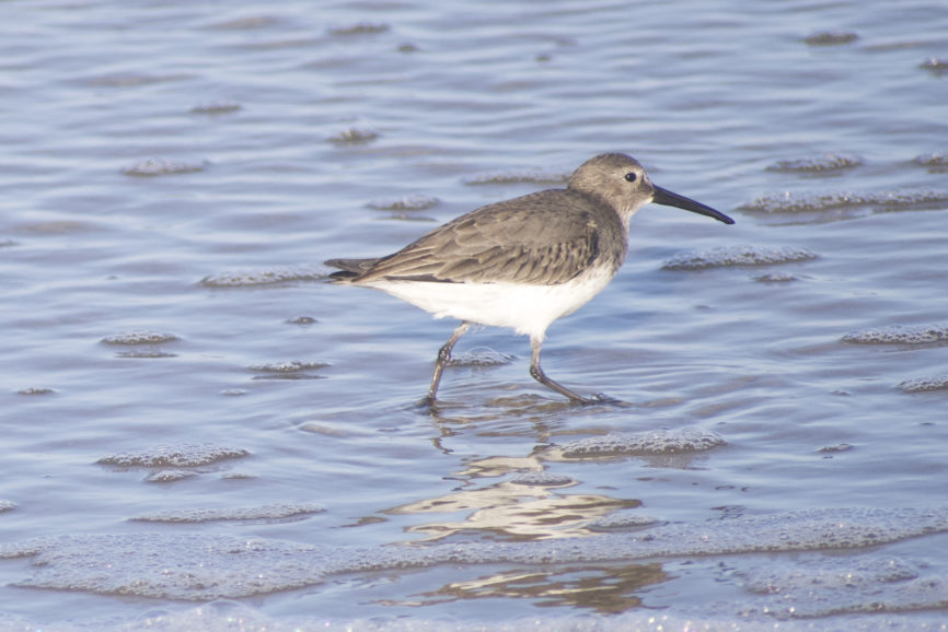 Dunlin Outer Banks Shorebird