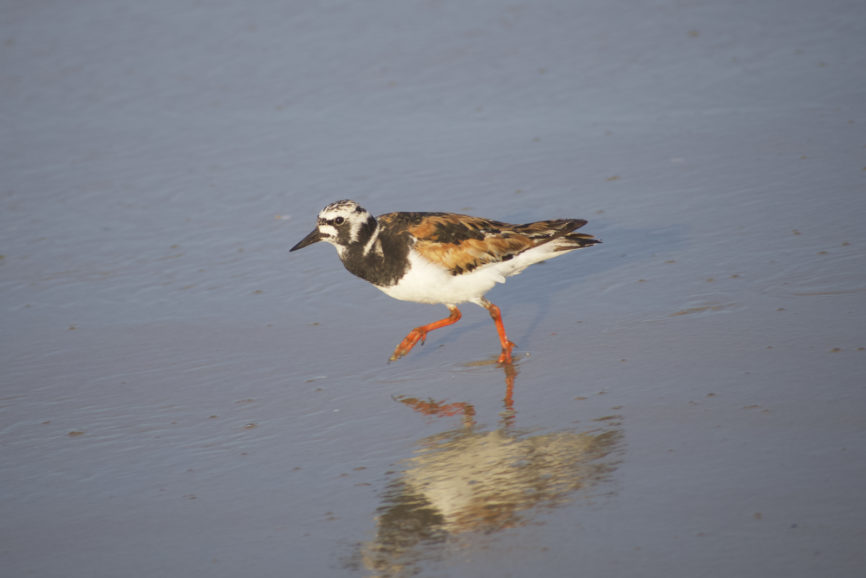 Ruddy Turnstone Outer Banks Shorebird