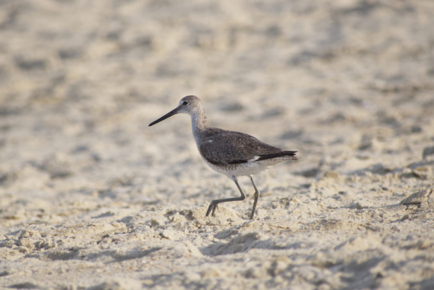 Willet Outer Banks Shorebird