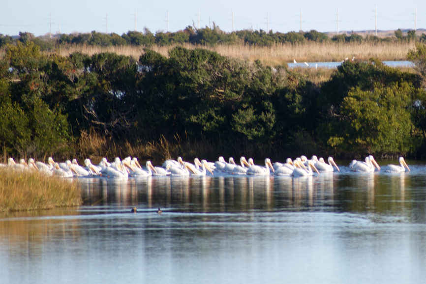 White Pelicans Pea Island Outer Banks