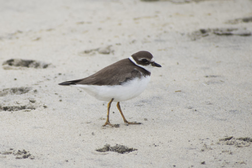 Semipalmated Plover Outer Banks Shorebird