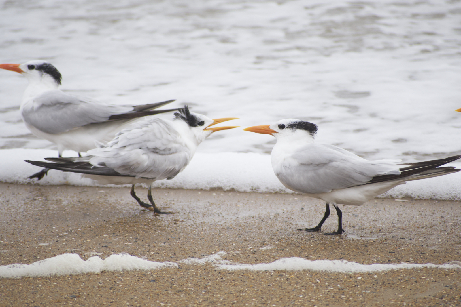 Shorebirds – Gulls and Others | Outer Banks Animals