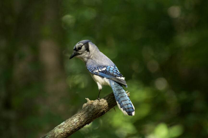 Blue Jay resting on a branch in the Outer Banks maritime forest