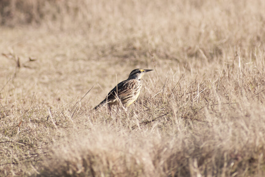 Eastern Meadowlark - Outer Banks Songbird