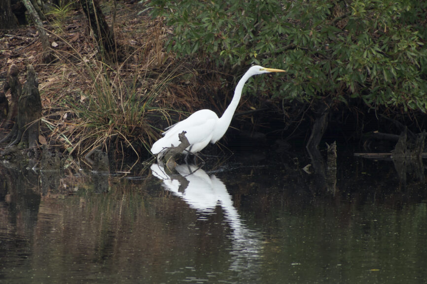 Great Egret hunting around the Outer Banks
