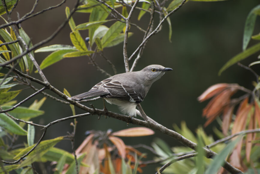 Northern Mocking Bird - Outer Banks Songbird