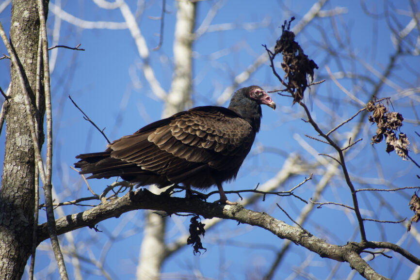 Turkey Vulture on a tree brand around the Outer Banks of NC