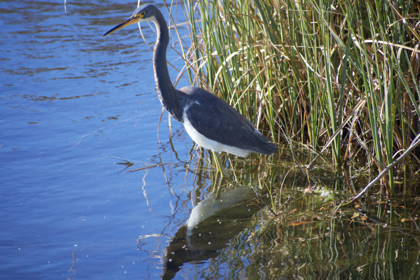 Tricolored Heron in the water around the Outer Banks