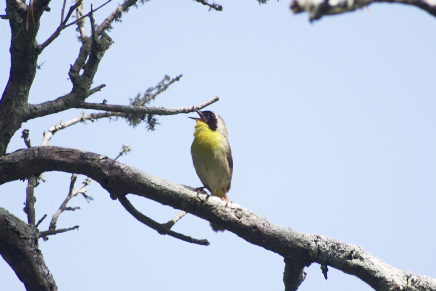 Common Yellowthroat Outer Banks Bird