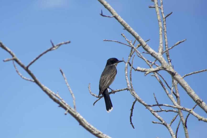 Eastern Kingbird on the Outer Banks Bird