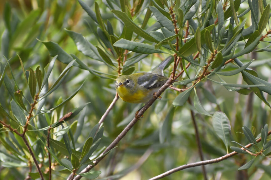 Northern Parula Outer Banks Bird