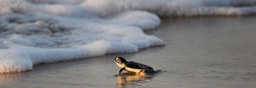 a baby green sea turtle entering the ocean