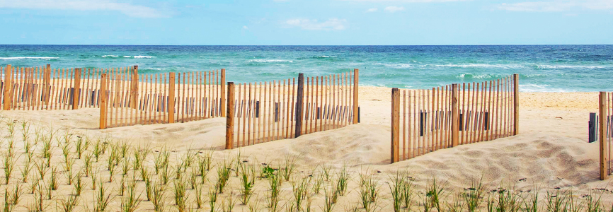 beach grass and sand fencing stabilizing a beach dune on the Outer Banks