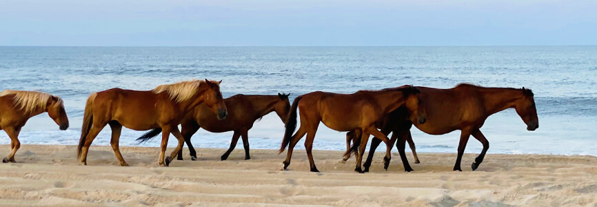 Corolla's wild horses walking along the beach
