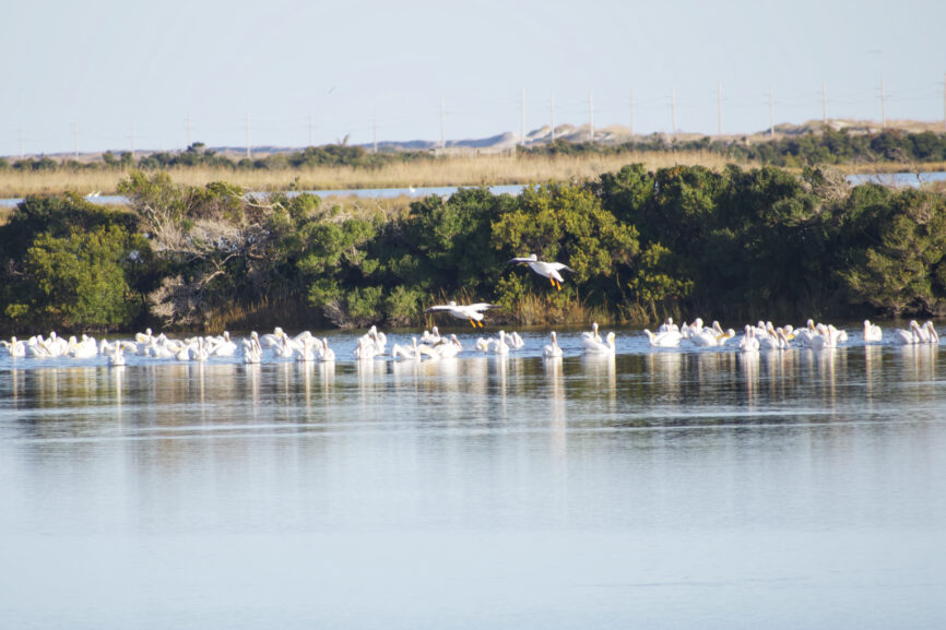 Birds Swimming and Flying at Pea Island Wildlife Refuge