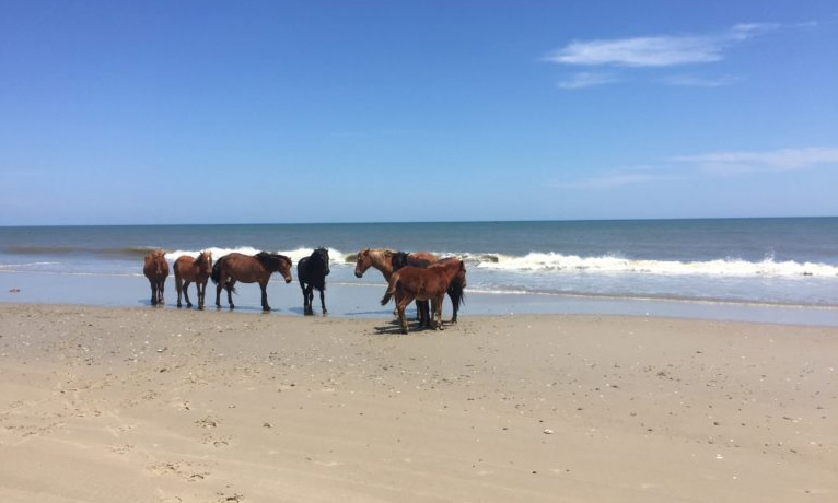 Wild horses on the beaches of Corolla